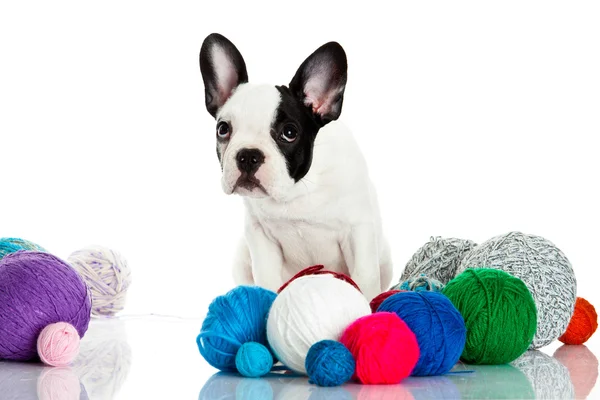 Franse bulldog met threadballs geïsoleerd op witte achtergrond — Stockfoto