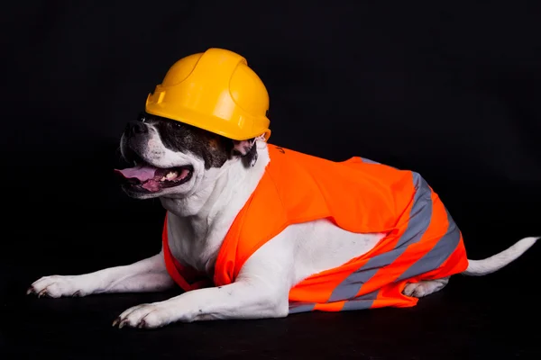 Bina arka plan siyah aşçı köpek — Stok fotoğraf