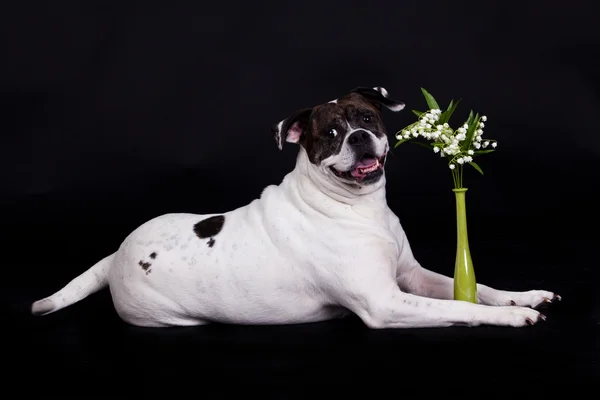 Amerikansk bulldog på svart bakgrund — Stockfoto