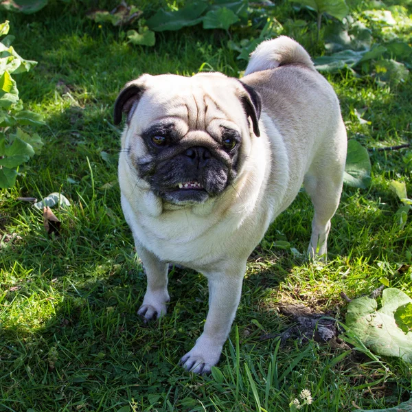 Cão pug ao ar livre — Fotografia de Stock