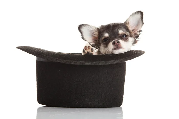 Chihuahua izolované na bílém pozadí — Stock fotografie