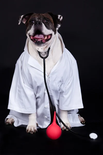 Americano bulldog su sfondo nero medico Immagine Stock