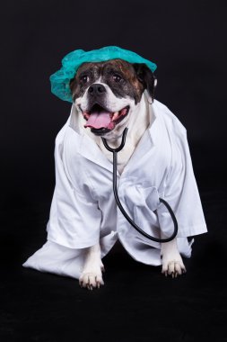 Amerikan bulldog arka plan siyah bir doktor