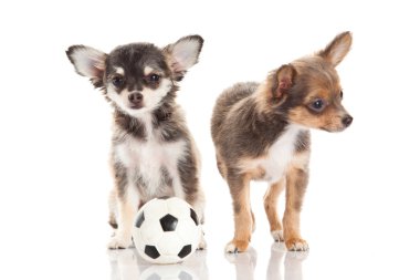 Chihuahua beyaz arka planda izole edilmiş.