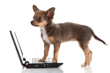 Chihuahua beyaz arka planda izole edilmiş.