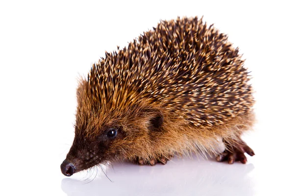 Egel geïsoleerd op witte achtergrond — Stockfoto