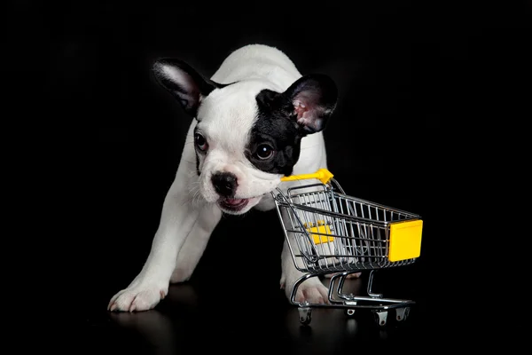 Bouledogue français avec chariot shopping sur fond noir — Photo