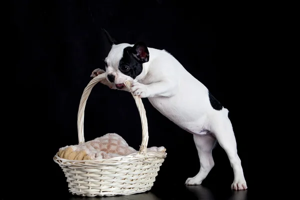 Bulldog francese con cestino isolato su sfondo nero — Foto Stock