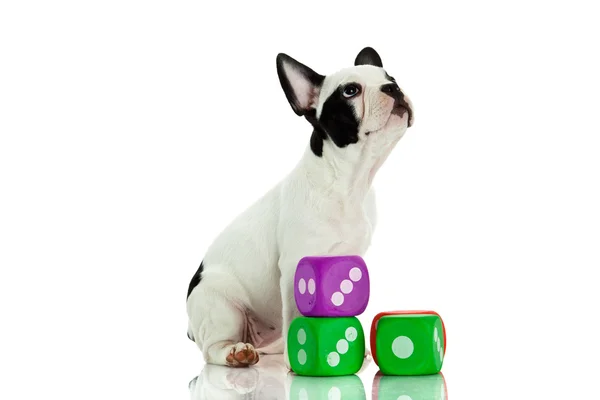 Bulldog francés con dados aislados sobre fondo blanco —  Fotos de Stock