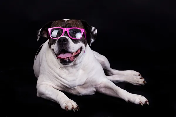 อเมริกัน bulldog บนพื้นหลังสีดําแว่นตาผม — ภาพถ่ายสต็อก