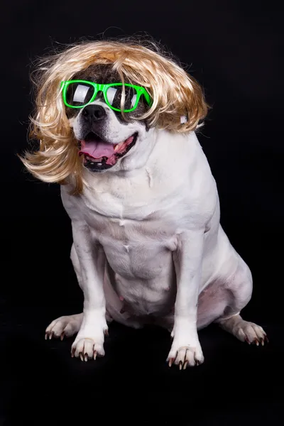 American bulldog on black background glasses hair — Stock Photo, Image