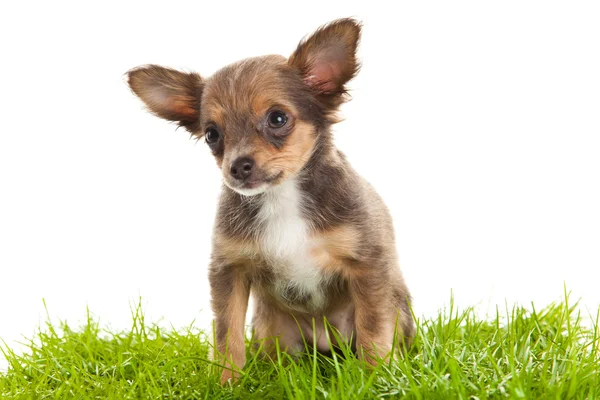 Chihuahua geïsoleerd op witte achtergrond — Stockfoto