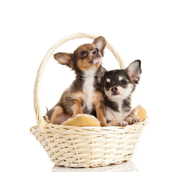 Chihuahua isoliert auf weißem Hintergrund — Stockfoto