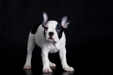 siyah arka plan üzerine Fransız buldozer