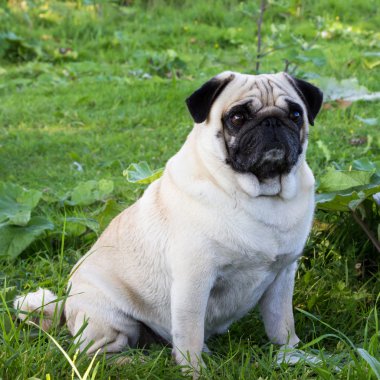 Pug köpek açık