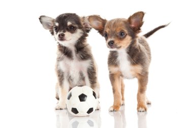 Chihuahua beyaz arka planda izole edilmiş.