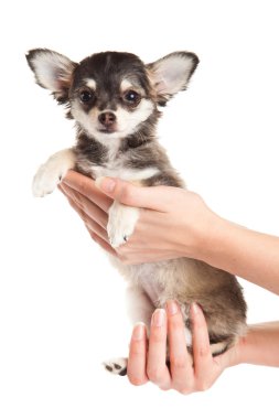 Chihuahua beyaz arka planda izole edilmiş.