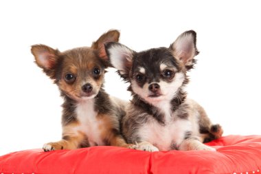 Chihuahua beyaz arka planda izole edilmiş.