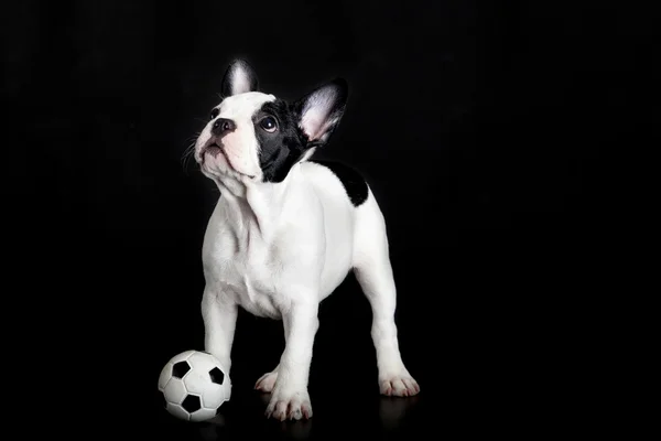 Bulldog francese su sfondo bianco — Foto Stock