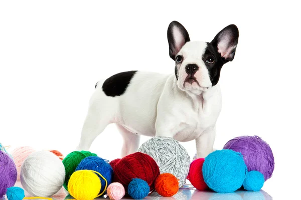 Fransk bulldog med threadballs isolerad på vit bakgrund — Stockfoto