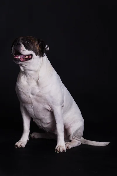 Amerikanische Bulldogge auf schwarzem Hintergrund — Stockfoto
