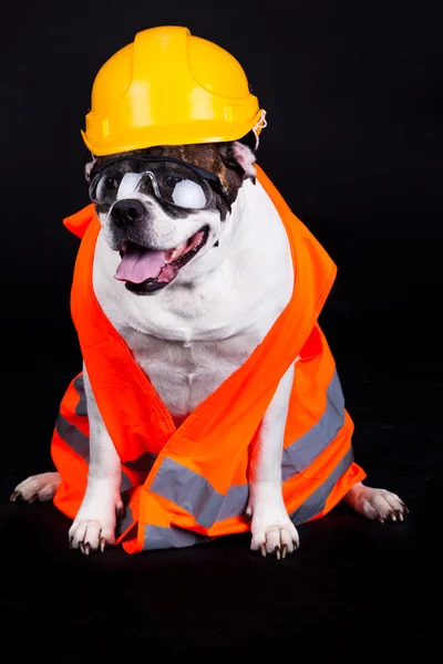 Hund på svart bakgrund kock byggnad — Stockfoto