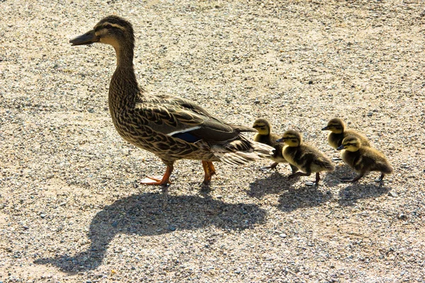 Pato con ducklings.walk en la ciudad — Stockfoto