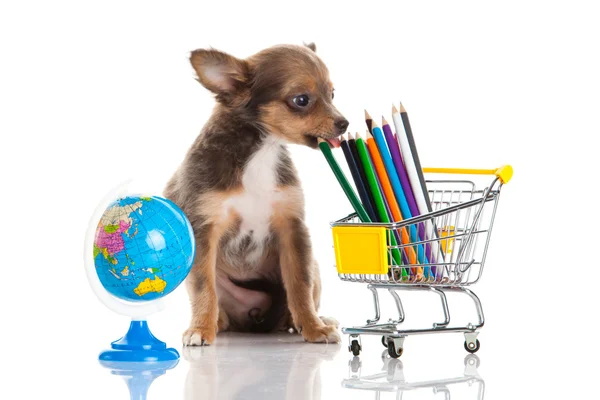 Chihuahua isoliert auf weißem Hintergrund — Stockfoto