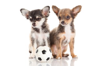 Chihuahua beyaz arka planda izole edilmiş.