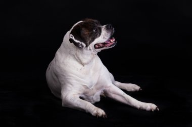 siyah arka plan üzerine Amerikan bulldog