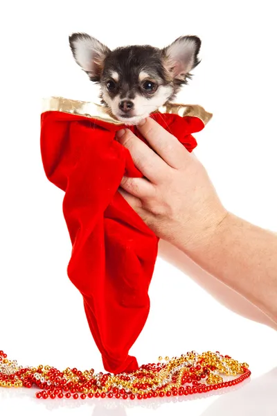 Chihuahua geïsoleerd op witte achtergrond — Stockfoto