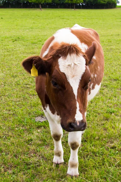 Cow grazing on meadow — Stock Photo, Image