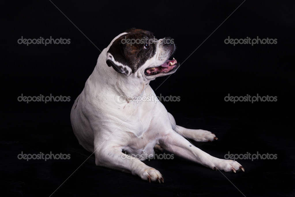Bulldog Americano Em Fundo Preto Fotografias De Stock