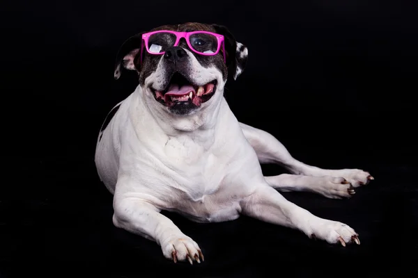 Amerikansk bulldog på svart bakgrund glasögon hår — Stockfoto