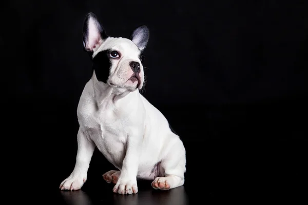 Fransk bulldog på svart bakgrund — Stockfoto