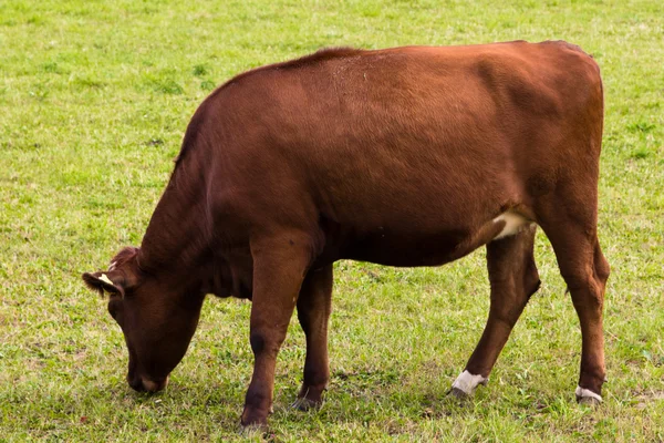 Kor som betar på äng — Stockfoto