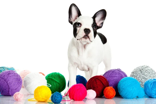 French bulldog with threadballs isolated on white background — Stock Photo, Image