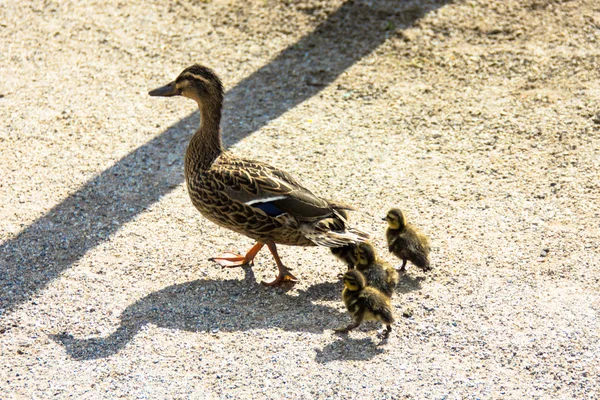 Duck with ducklings.walk in city — Stock Photo, Image
