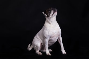 siyah arka plan üzerine Amerikan bulldog