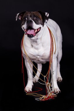 siyah arka plan üzerine Amerikan bulldog