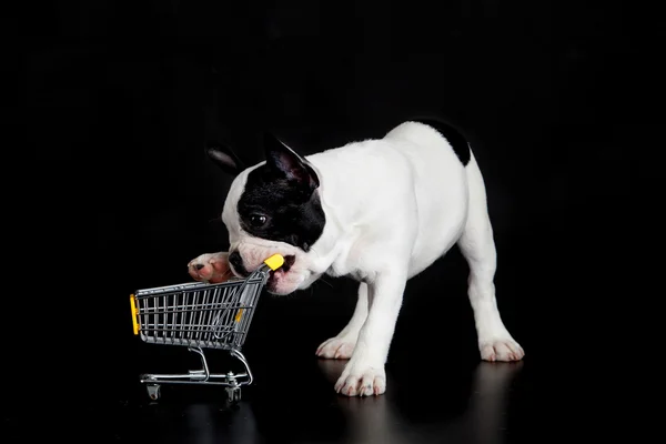 Franse bulldog met winkelen verrijdbaar op zwarte achtergrond — Stockfoto
