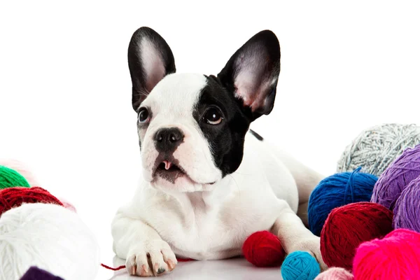 Bulldog francés con bolas aisladas sobre fondo blanco — Foto de Stock