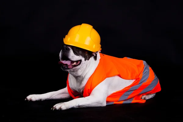 Cão no fundo preto chef edifício — Fotografia de Stock