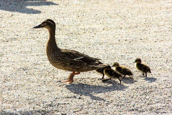 Pato com ducklings.walk na cidade — Fotografia de Stock