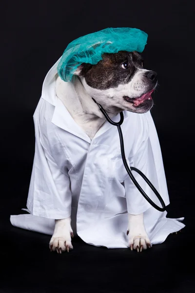 Americano bulldog su sfondo nero medico Immagini Stock Royalty Free