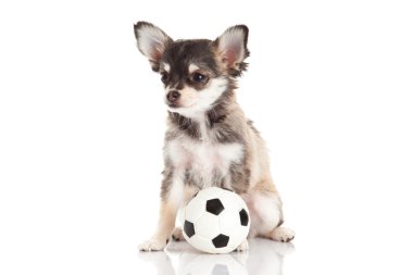 Chihuahua beyaz arka planda izole edilmiş.