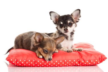 Chihuahua beyaz arka planda izole edilmiş.