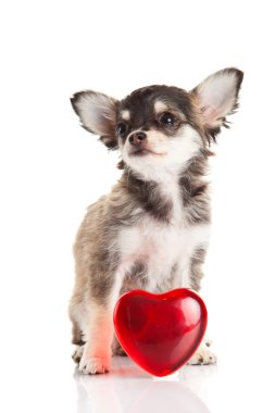 Chihuahua beyaz arka planda izole edilmiş.