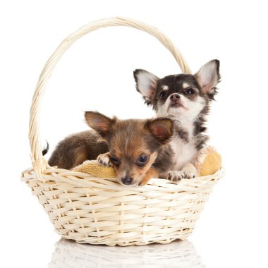 Chihuahua beyaz arka planda izole edilmiş.