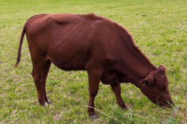 Çayırda otlayan inek